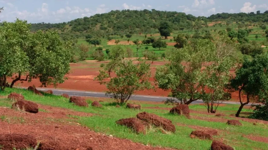 Landscape view of the Sahel region in Mali featuring red earth and scattered trees, representing the geographical theater of the recent geopolitical shifts in West Africa.